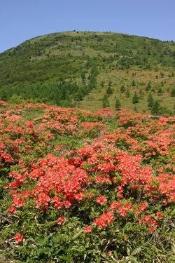 湯ノ丸山とレンゲツツジ