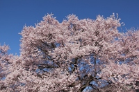 信州桜巡り～