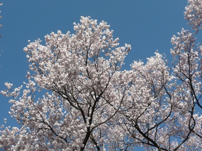 桜満開の高遠城址