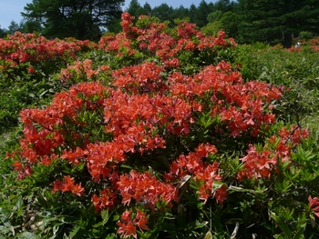 湯ノ丸山とレンゲツツジ