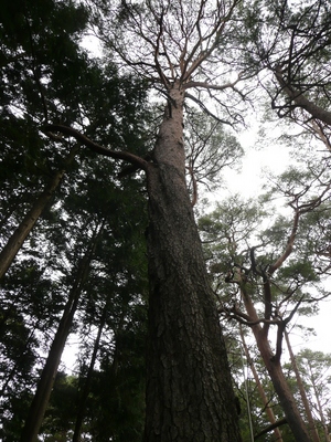 今日の山歩・高烏谷山～