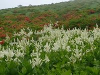 今日の山歩・霧ヶ峰～