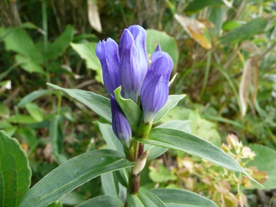 志賀高原の名峰・岩菅山～