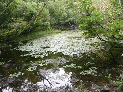 ブナの森へ・鍋倉山～