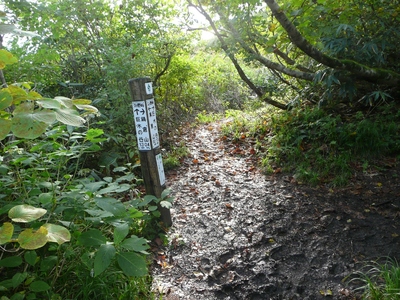 ブナの森へ・鍋倉山～