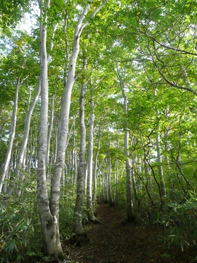 ブナの森へ・鍋倉山～