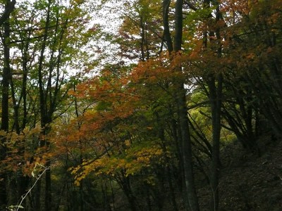 今日の山歩・戸谷峰・六人坊～