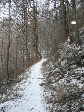 今日の山歩・八頭山～