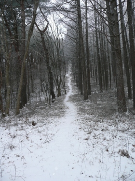 今日の山歩・八頭山～