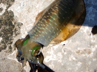 総括 2008/12/23 00:41:08