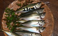 トライ（イカでアジ爆釣）