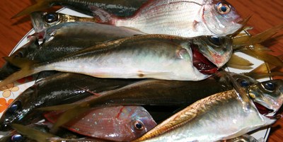 釣り情報