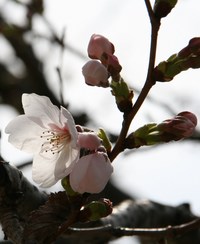 開幕開花