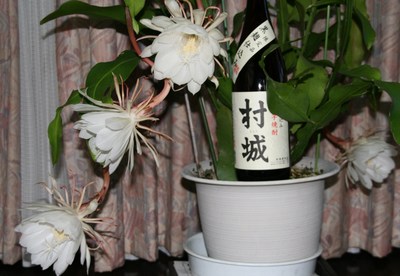 百年の孤独と「月下美人」