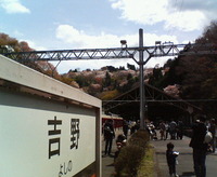 吉野の桜