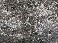 リバーランズ角川の桜