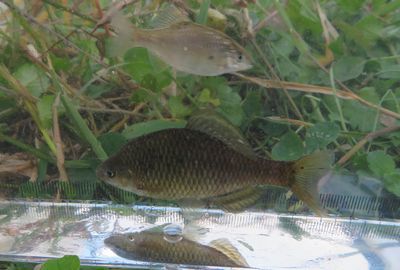 琵琶湖のほとりでタナゴ釣り