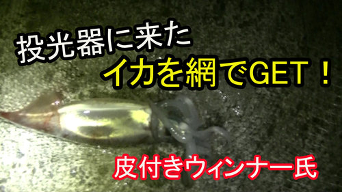 焼津港　投光器に寄ってきたイカを網ですくう