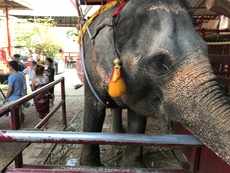 タイに行きタイ②