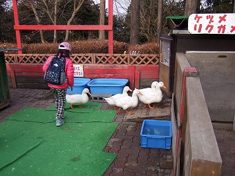 宝登山と秩父アルプス