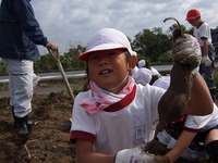里姫、小学校のお芋堀 2014/10/21 21:31:14