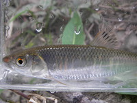 オイカワ(Zacco platypus)