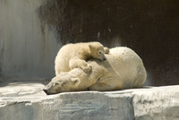 天王寺動物園のシロクマのあかちゃん 2015/04/20 11:18:47