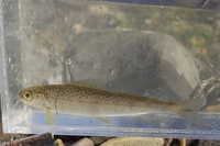 アムール・グレイリング(Thymallus grubei)