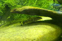 アユモドキ（Leptobotia curta）