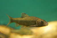 アブラヒガイ（Sarcocheilichthys biwaensis）