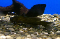 ネコギギ（Pseudobagrus ichikawai） 2015/07/08 11:51:49