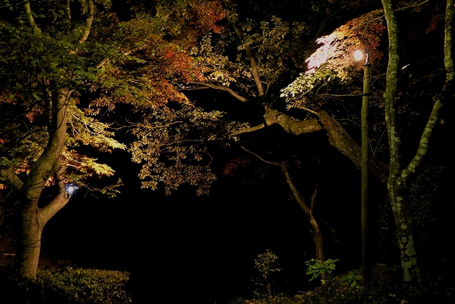 ソロキャンプ　晩秋の月川荘