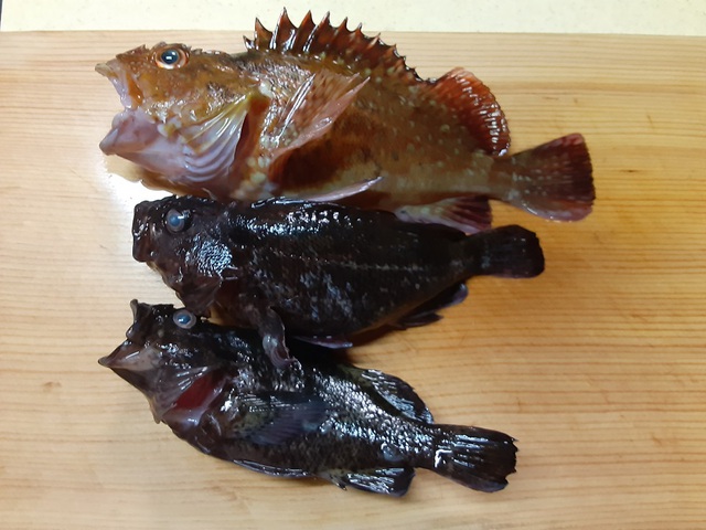 20240426　魚釣園