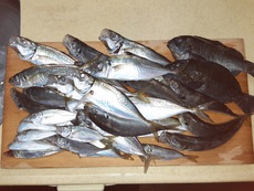 王道のアジ釣り