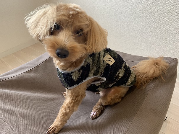 はじめてのわんこのキャンプウェア