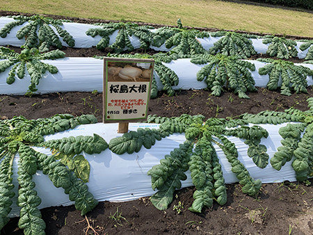【鹿児島】ぎゅっと詰込み観光！