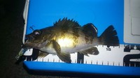 明石の海で　メバリングヽ(´▽｀)/だいじぇすとぉ～♪