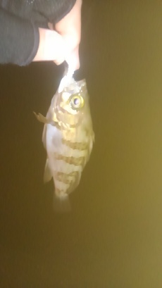梅雨メバルっぽくなってきた？　(タモは必須編) 2017/06/25 22:46:13