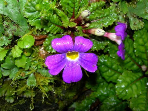 薬草採りが見つけた秘密の花園へトレッキング