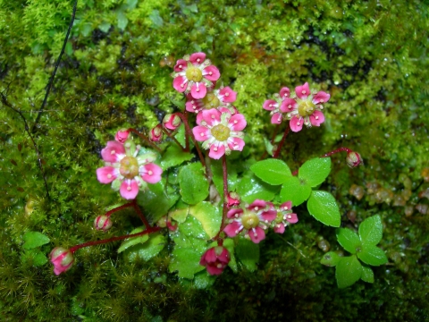 薬草採りが見つけた秘密の花園へトレッキング