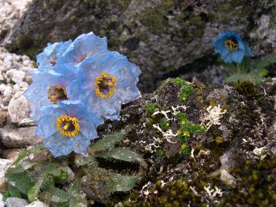ヒマラヤに咲く幻の花　ブルーポピー