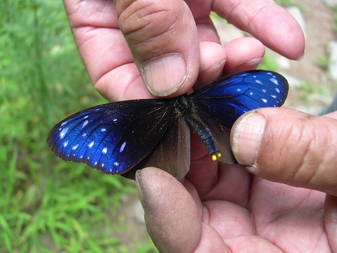 バニラアイスが無性に食べたくなるヒマラヤの花