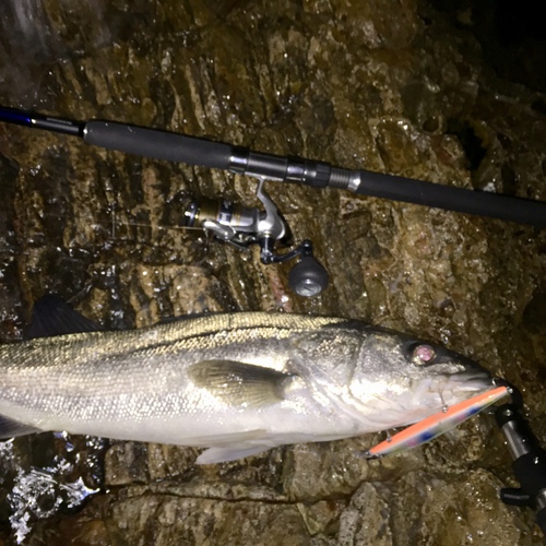 釣果とメモ 釣りブログ:シーバス。ハタハタパターンの準備。