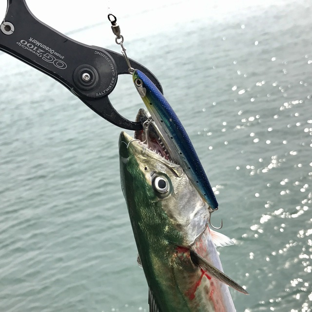 釣果とメモ 釣りブログ 1705 ミノー シンペンでイナダ サゴシ