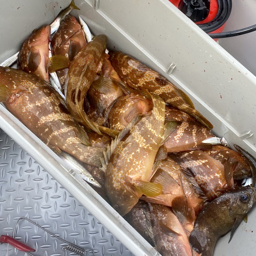 カマスを釣りに行ったらキジハタが入れ食いだった。