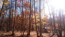 NAPiの森で紅葉を楽しんできました