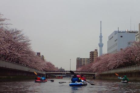東京水路でお花見カヤック