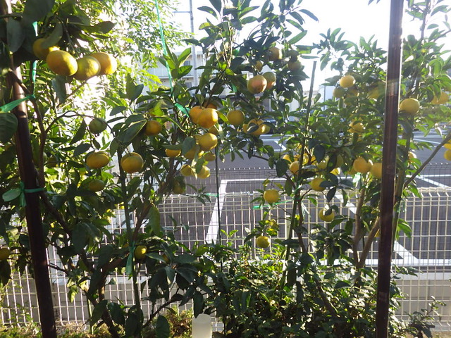 そろそろ収穫　キウイ　サツマイモ　柑橘類