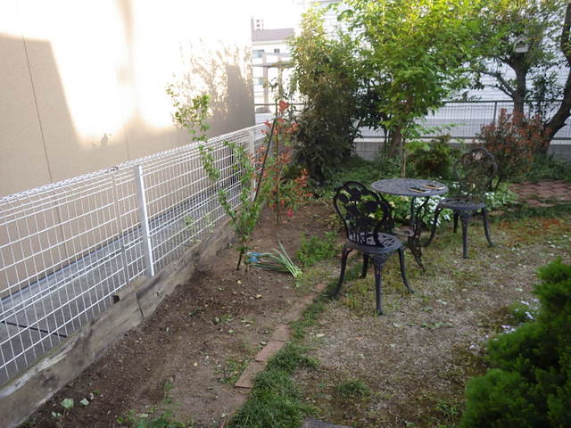 庭木　植え替え