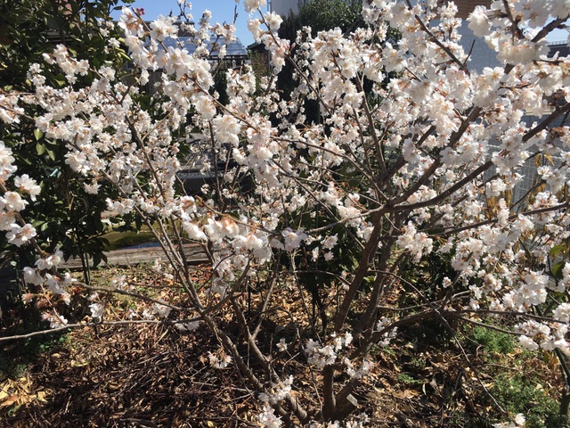 さくらんぼの花